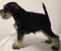 Patuljasti snauceri stenci na prodaju - 6