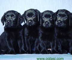 Labrador retriver stenad vrhunskog kvaliteta