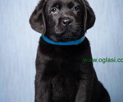 Labrador retriver stenad vrhunskog kvaliteta