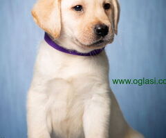 Labrador retriver stenad vrhunskog kvaliteta