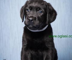 Labrador retriver stenad vrhunskog kvaliteta