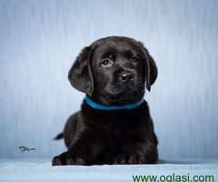 Labrador retriver stenad vrhunskog kvaliteta