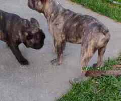 Francuski BULDOG  egzoticne boje - 6