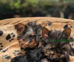 Mini mini jorki spremni za preuzimanje - 6