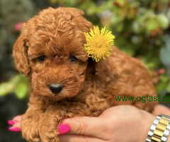 U ponudi crvene toy pudle oba pola - 6