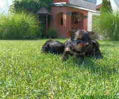 Štenci jorkija dostupni za rezeevaciju - 6