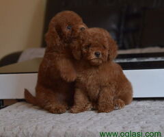 U ponudi Toy Red Pudle, - 6