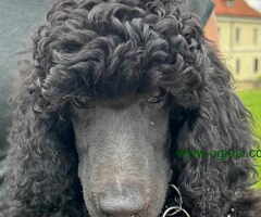 Štenci standard pudle od roditelja šampionskog porekla - 6