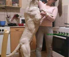 Dogo argentino štenci