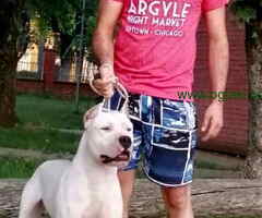 Dogo argentino štenci
