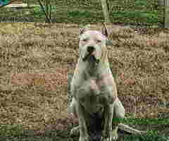 Dogo argentino štenci