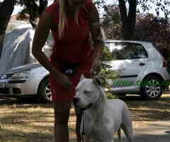 Dogo argentino štenci