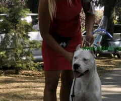 Dogo argentino štenci
