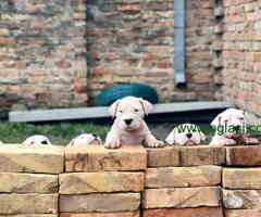 Dogo argentino štenci - 6