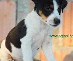 Stenci jack russel terijera