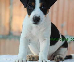 Stenci jack russel terijera