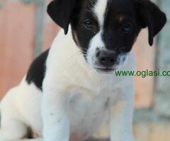 Stenci jack russel terijera