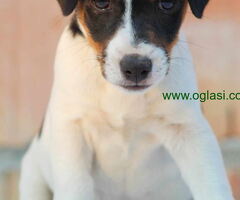 Stenci jack russel terijera