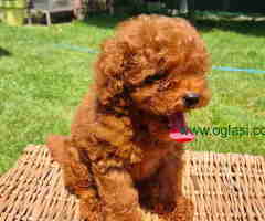 U ponudi Toy Red Pudle - 6