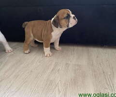 Na prodaju stenad engleskog buldoga - 6