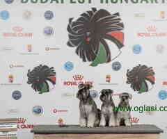 Odgajivacnica PATULJASTIH SNAUCERA  Biber so - 6