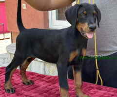 Vrhunsko leglo dobermana staro 2 meseca,