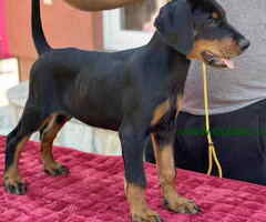 Vrhunsko leglo dobermana staro 2 meseca,