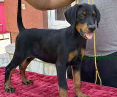 Vrhunsko leglo dobermana staro 2 meseca,