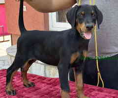 Vrhunsko leglo dobermana staro 2 meseca, - 6