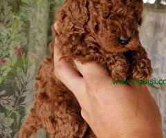 TOY PUDLE, crvene,  spremne za preuzimanje - 6