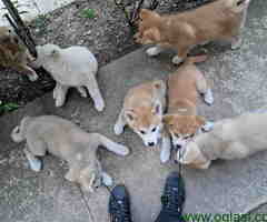 Na prodaju štenci JAPANSKE AKITE - 6