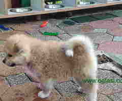 Uzgajivačnica Baran (Tomodachi inu) bavi se uzgojem japanskih Akita inu pasa - 6