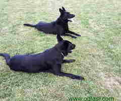 Prodajem vrhunskog mužjaka, crnog Nemačkog ovčara - 6