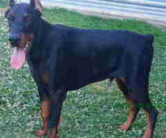 Doberman štenci vrhunskih krvnih linija