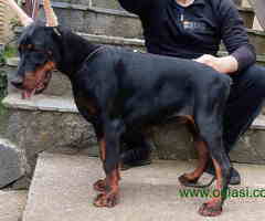 Doberman štenci vrhunskih krvnih linija
