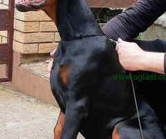 Doberman štenci vrhunskih krvnih linija