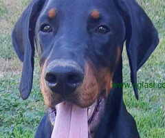 Doberman štenci vrhunskih krvnih linija