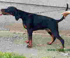 Doberman štenci vrhunskih krvnih linija - 6