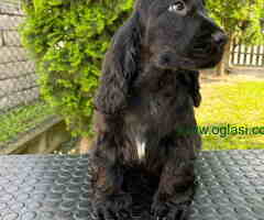 Na prodaju stenci Koker Spanijela od vrhunskih roditelja - 6