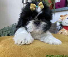 Predivni štenci Shih Tzu rase od odličnih roditelja - 1