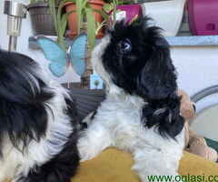 Predivni štenci Shih Tzu rase od odličnih roditelja - 2