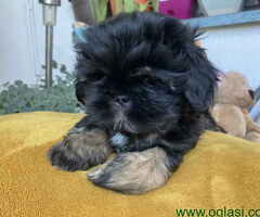 Predivni štenci Shih Tzu rase od odličnih roditelja - 3