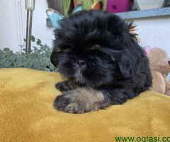 Predivni štenci Shih Tzu rase od odličnih roditelja - 4