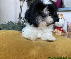 Predivni štenci Shih Tzu rase od odličnih roditelja - 5