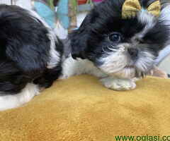 Predivni štenci Shih Tzu rase od odličnih roditelja - 6
