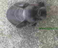 Prvobirano musko stene Francuskog buldoga - 6