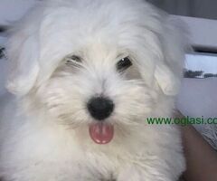 Coton de Tulear stenci
