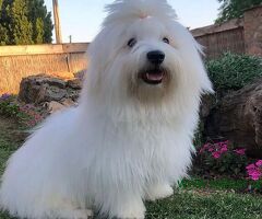 Coton de Tulear stenci