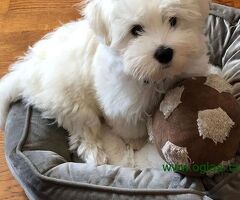 Coton de Tulear stenci
