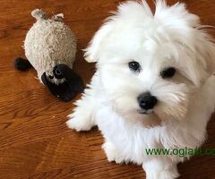 Coton de Tulear stenci